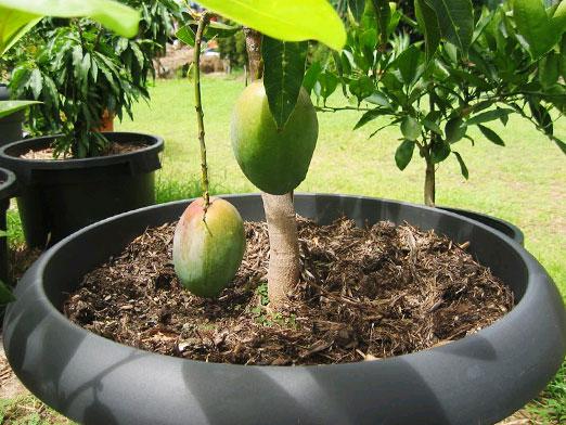 Kā audzēt mango?