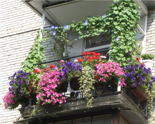 Kādus ziedus iestādīt uz balkona?