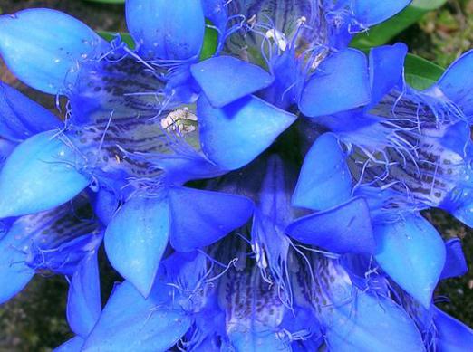 Kāpēc sapņot par ziliem ziediem?