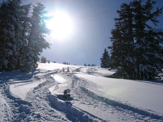 Cik dienas februārī?