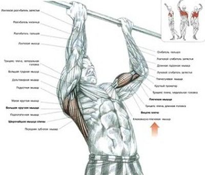 Kā pumpēt krūšu muskuļus