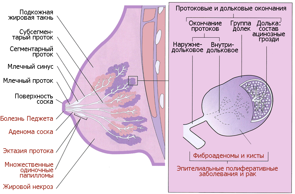 piena dziedzeris