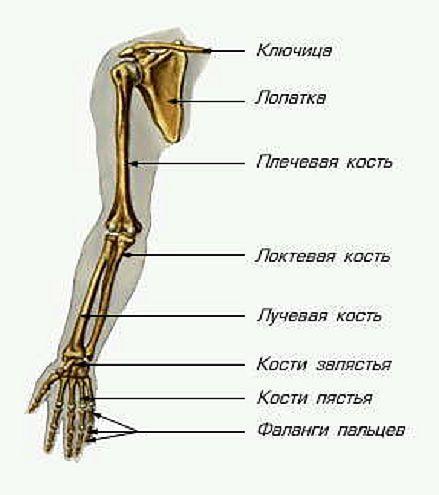 Cik daudz kaulu ir tavā rokā?