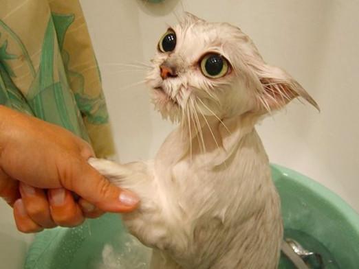 Nekā mazgāt kaķi?